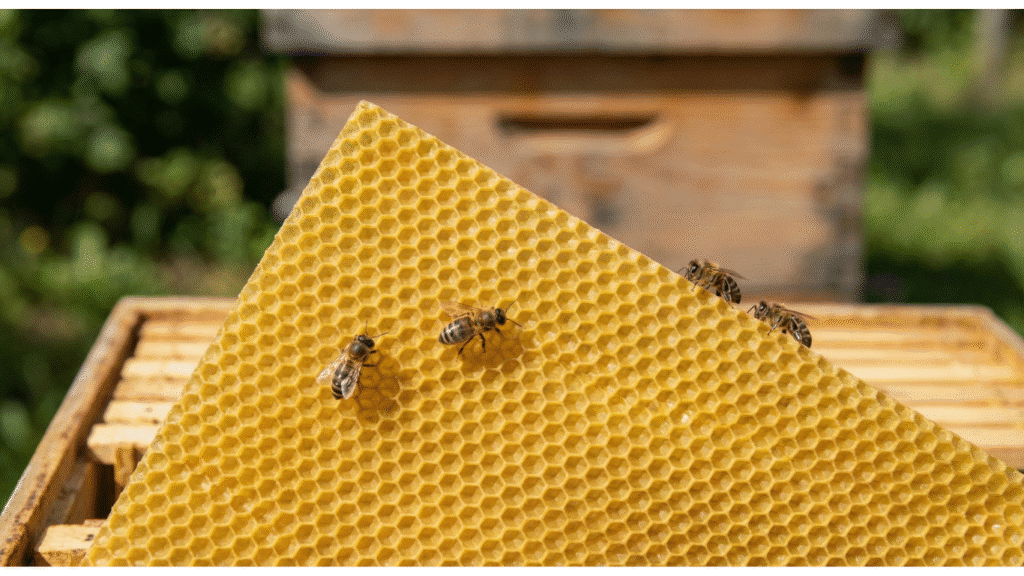 Beeswax Foundation Deep