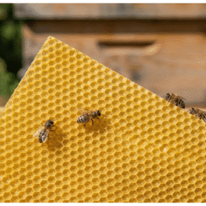 beeswax foundation deep with bees and a beehive