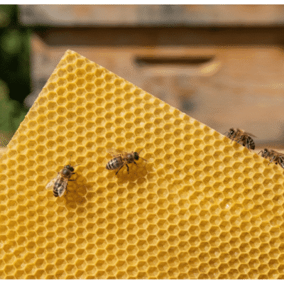 Beekeeping Equipment beeswax foundation deep with bees and a beehive
