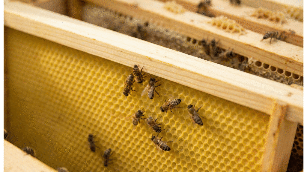 Beeswax Foundation Ideal