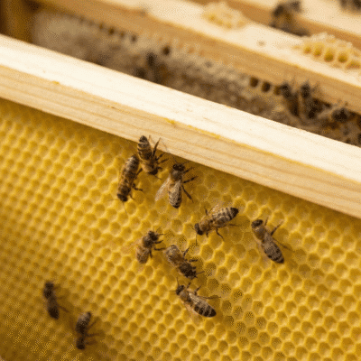 Beekeeping Equipment beeswax foundation ideal in a beehive with bees
