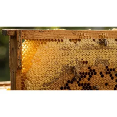 Why Your Lips Crave Tasmanian Beeswax (Not Petroleum)