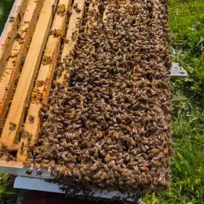 Beekeeping Equipment Top-down view of healthy Tasmanian honeybee colony on full frames during hive inspection at Frogmouth Ponds apiary