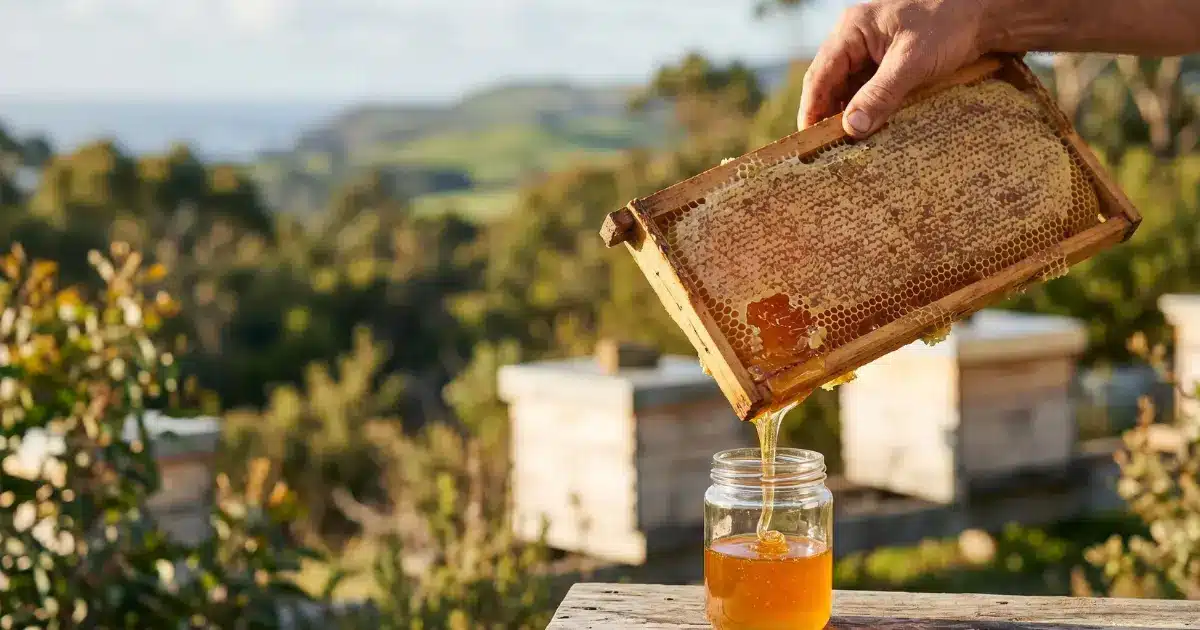 From the Apiary Beekeeper holding a honeycomb frame dripping raw honey into a glass jar at a Tasmanian coastal apiary, Frogmouth Ponds Port Sorell